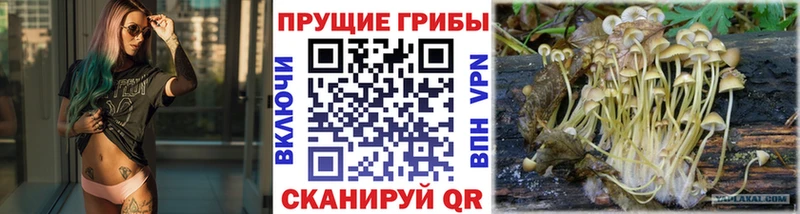 Галлюциногенные грибы Psilocybe  Ноябрьск 